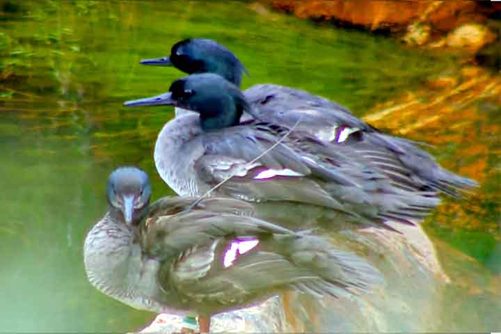 Na prática, três machos da espécie foram equipados com transmissores via satélite movidos a energia solar (apelidados de mochilas. 