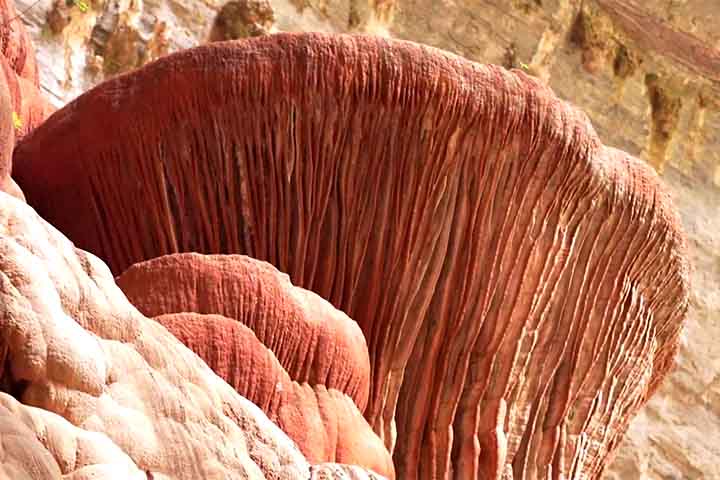 Com o título dado pela organização, espera‑se um incremento no ecoturismo e na pesquisa científica no parque, gerando oportunidades para economia local, turismo comunitário e inclusão social.
