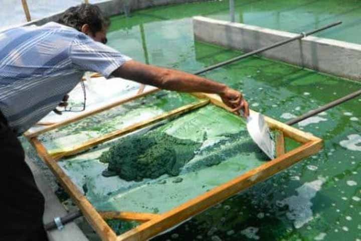 Além disso, alguns estudos mostram que a spirulina pode ajudar a diminuir os sintomas da rinite alérgica. É, também, uma boa fonte de proteína, especialmente para vegetarianos e veganos. 