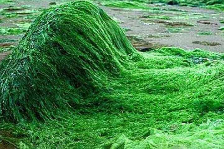 Antes de iniciar o uso da spirulina, especialmente se tiver alguma condição de saúde ou estiver tomando medicamentos, é recomendável buscar orientação médica.