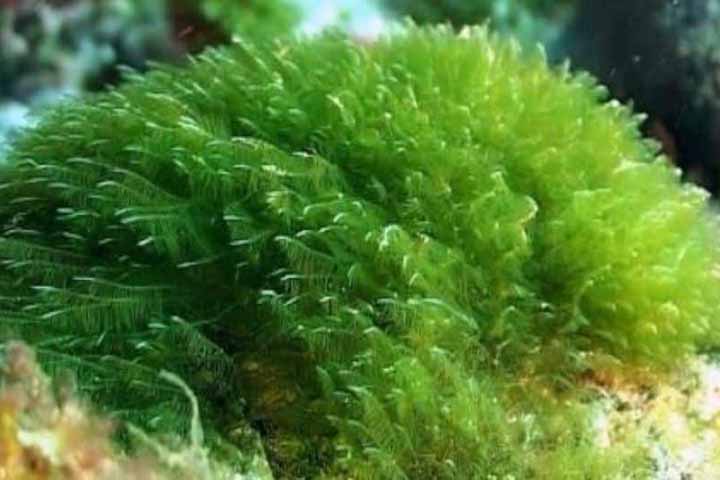 Algumas pessoas podem apresentar efeitos adversos como náuseas ou flatulência, especialmente no início do consumo ou em doses elevadas.