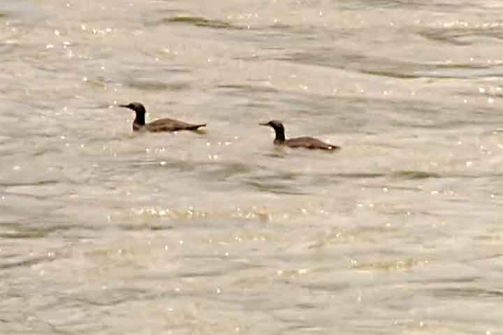 O pato-mergulhão é uma ave aquática endêmica do Brasil, pertencente à família Anatidae. Sua dieta é piscívora, baseada em pequenos peixes, larvas de insetos e outros organismos aquáticos.