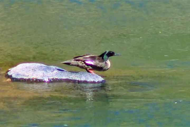 A espécie sofreu forte declínio por causa da degradação de rios, represamento, poluição e turismo desordenado.