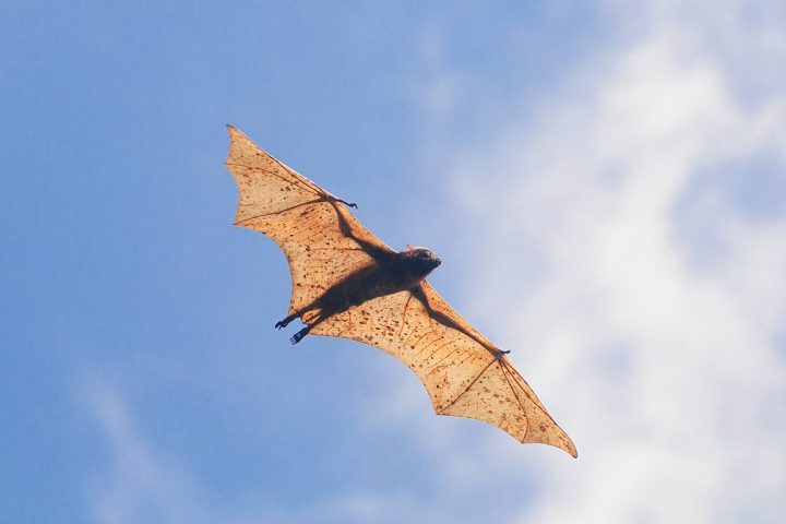 Além da envergadura, o morcego-dourado-filipino tem outras características fascinantes: ele é capaz de voar a até 1.100 metros de altura e percorrer até 40 km no ar!