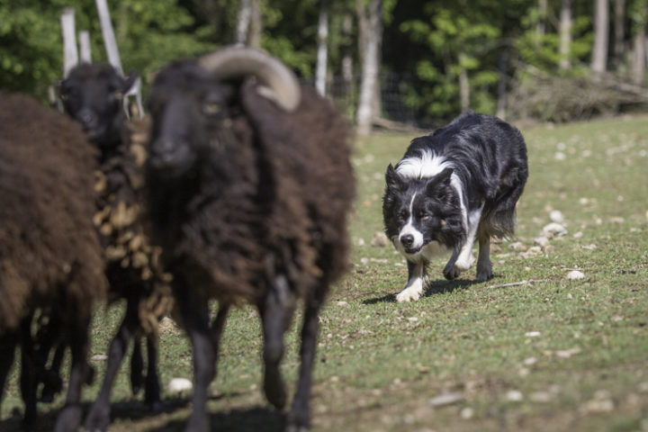 Border collies são muito utilizados no pastoreio de ovelhas, devido à sua energia, agilidade e habilidade de trabalhar sob comandos. 
