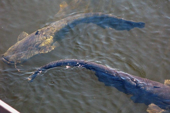 A equipe confirmou que o peixe — um bagre de grande porte — era inédito após análises morfológicas e genéticas que revelaram diferenças significativas. 