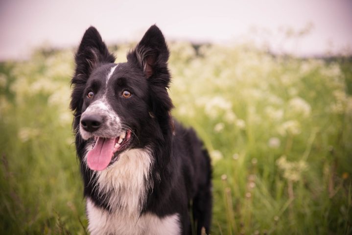 Originária da região fronteiriça entre a Escócia e a Inglaterra, a raça canina border collie é reconhecida como uma das raças mais inteligentes e habilidosas do mundo.