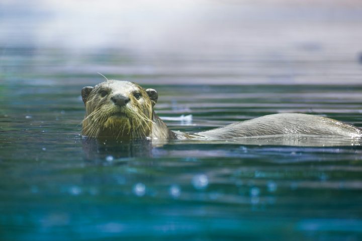 A ariranha, também conhecida como lontra-gigante, é o maior mustelídeo das Américas e uma das maiores espécies de lontra do mundo, podendo alcançar até 1,8 metro de comprimento.