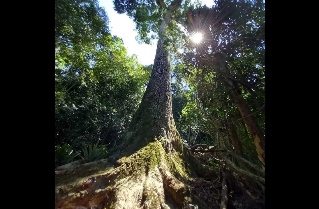 A copa da árvore proporciona sombra e abrigo para diversas espécies, funcionando como um microecossistema. A biodiversidade ao seu redor é rica e dinâmica. O Jequitibá, portanto, é um exemplo de como árvores antigas sustentam a vida ao seu redor.
