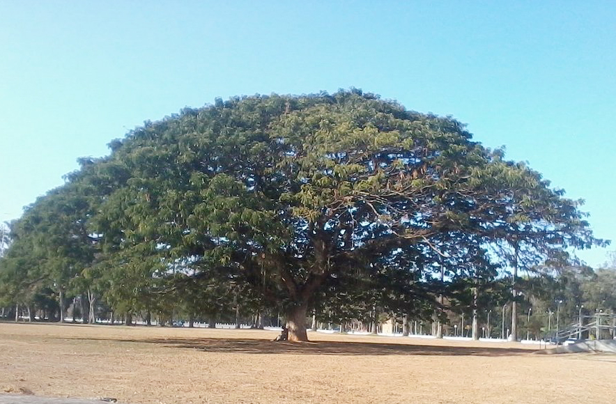 Já a Chorona é considerada a maior árvore urbana do Brasil, com uma copa que cobre mais de 1.200 metros quadrados. Sua sombra é equivalente a quase dois campos de futebol. A árvore se destaca pela grandiosidade e beleza.