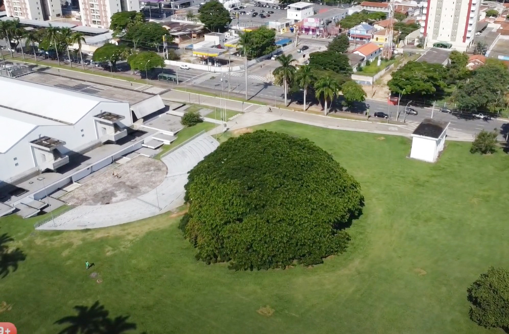 A Chorona é uma das poucas árvores urbanas com registro oficial de tamanho e área de sombra. O reconhecimento foi feito por medições precisas. A árvore é estudada por universidades e centros de pesquisa ambiental.