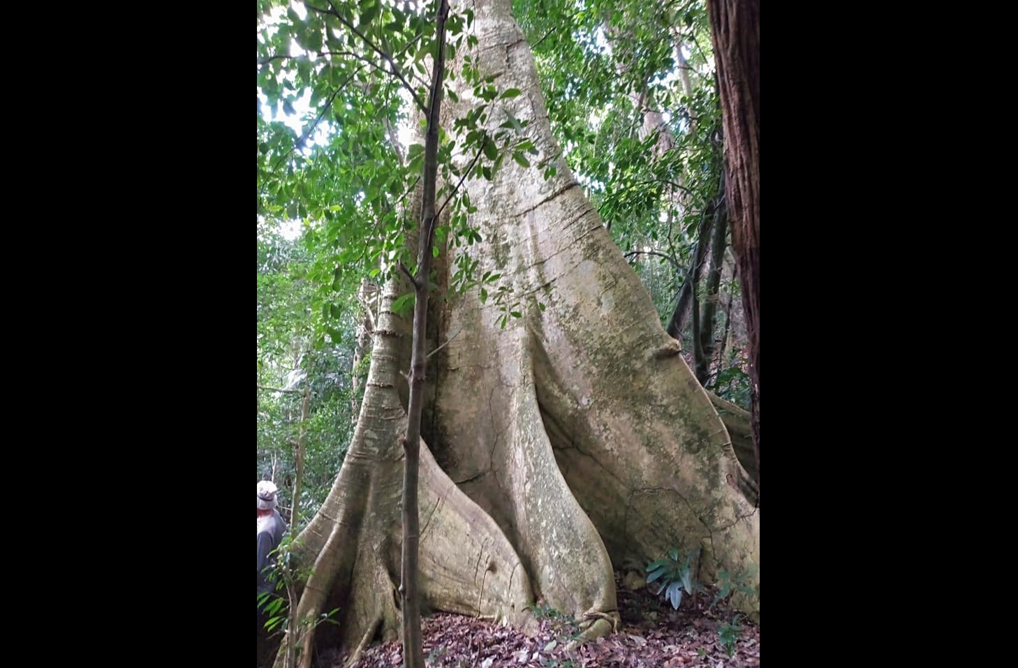 A descoberta do Jequitibá-rosa centenário foi celebrada por ambientalistas como um marco para a conservação urbana. A árvore se tornou símbolo de campanhas de preservação. Sua história inspira ações educativas e políticas públicas ambientais.