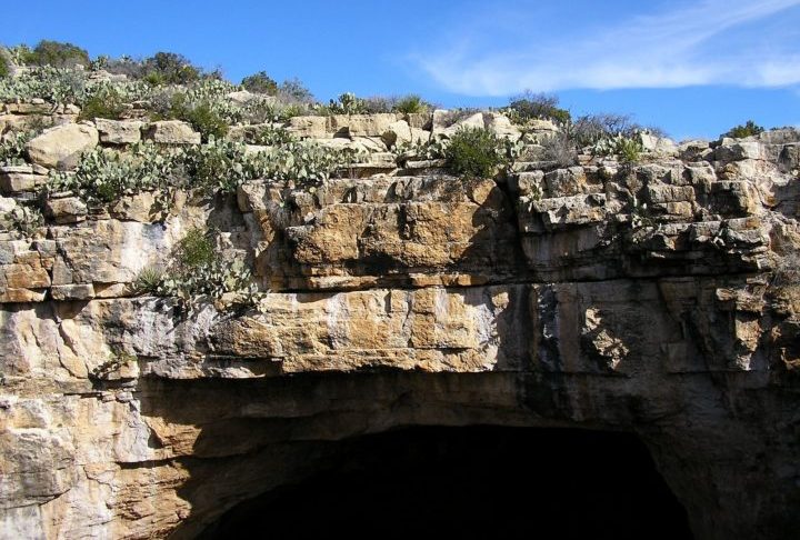 Posteriormente, um macho foi encontrado em uma caverna a quase 90 quilômetros do primeiro registro.