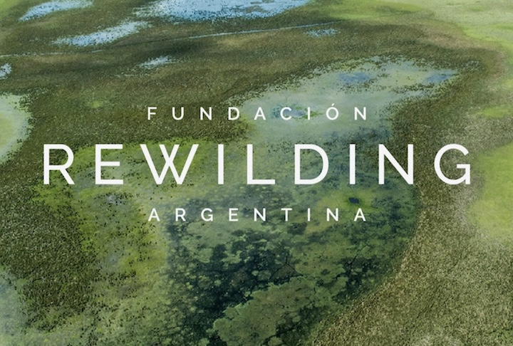 Esse retorno só se concretizou graças ao trabalho coordenado por diversas instituições, sob liderança da Rewilding Argentina. 