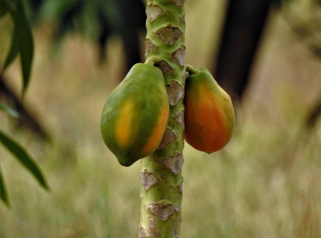 Associada ao betacaroteno e à vitamina A, a vitamina C também contribui para manter a pele jovem, protegida contra os danos causados pelos raios solares e com menor propensão ao surgimento de rugas e flacidez.