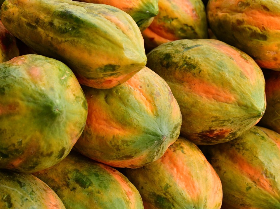 Esses mecanismos em conjunto reduzem o risco de doenças cardiovasculares. Outro ponto positivo é a proteção à saúde ocular. Afinal, o mamão é fonte de luteína e zeaxantina, que ajudam a prevenir problemas como a degeneração macular relacionada à idade e a catarata.