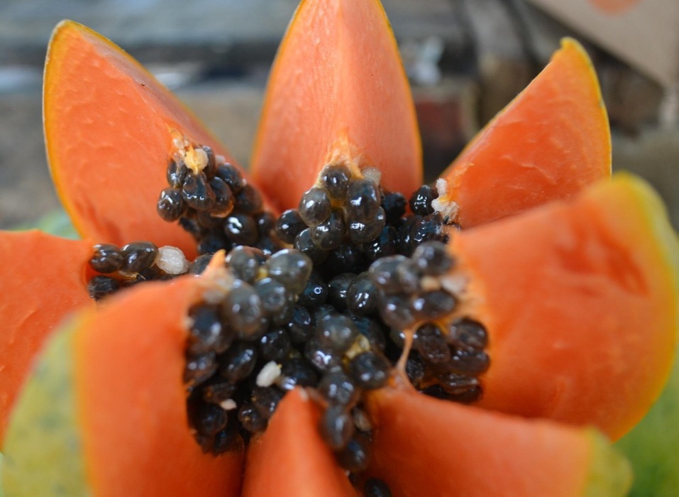 As sementes do mamão, por sua vez, contêm isotiocianato de benzila, um composto bioativo com ação anti-helmíntica que auxilia no combate a vermes intestinais. 