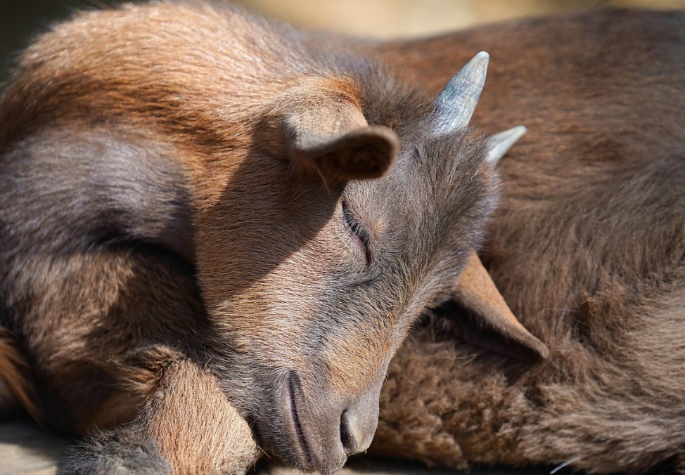 Existem diferenÃ§as entre cabras, bodes e cabritos. A primeira Ã© o indivÃ­duo adulto e fÃªmea da espÃ©cie caprina, sendo conhecida por ser sociÃ¡vel, esperta e capaz de se adaptar a ambientes semiÃ¡ridos. 
