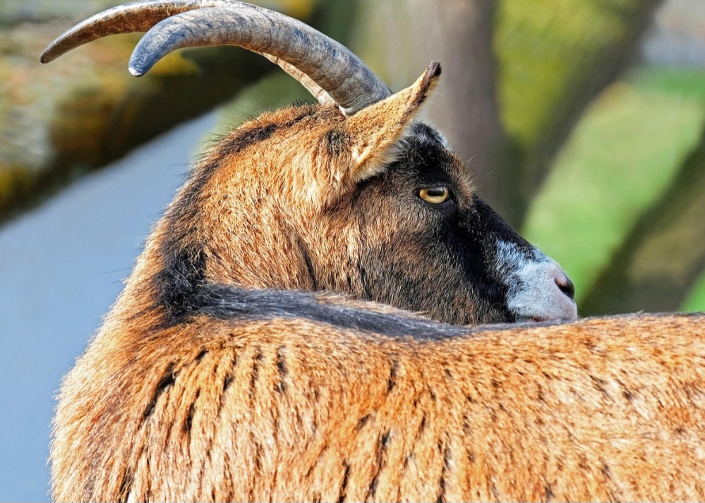 São uma das espécies animais domesticadas mais antigas e estão presentes em praticamente todo o mundo, inclusive em regiões semiáridas. 