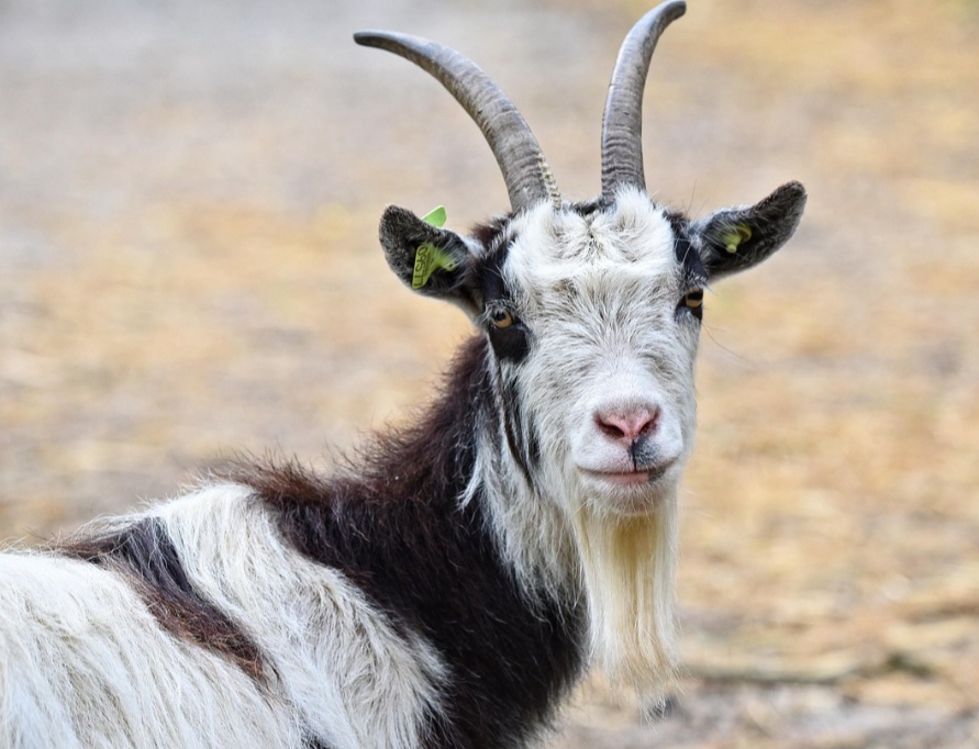 A cabra e o bode compartilham a caracterÃ­stica de serem animais herbÃ­voros ruminantes, excelentes escaladores e que vivem em grupos sociais. 