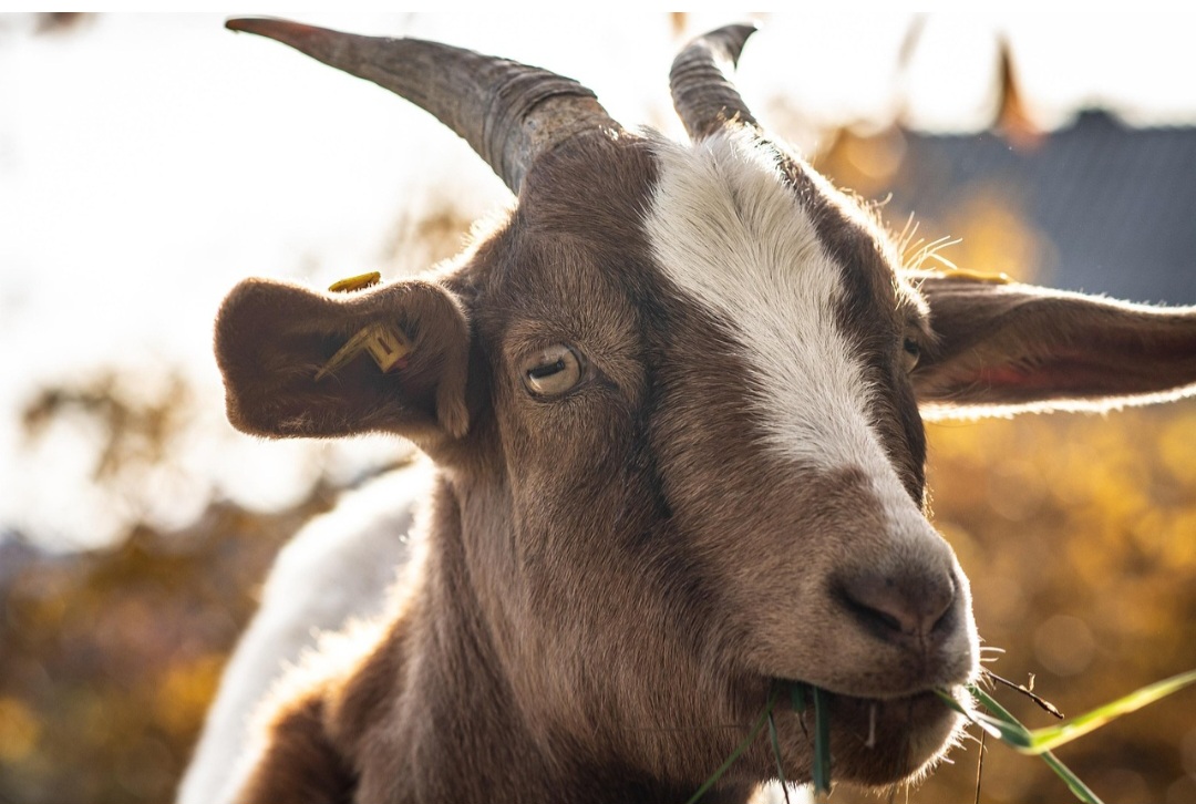 As características que os distinguem incluem presença de barba e pelos mais lisos na cabra e no bode (em comparação com os ovinos), além de chifres que podem ser mais longos e robustos no bode.