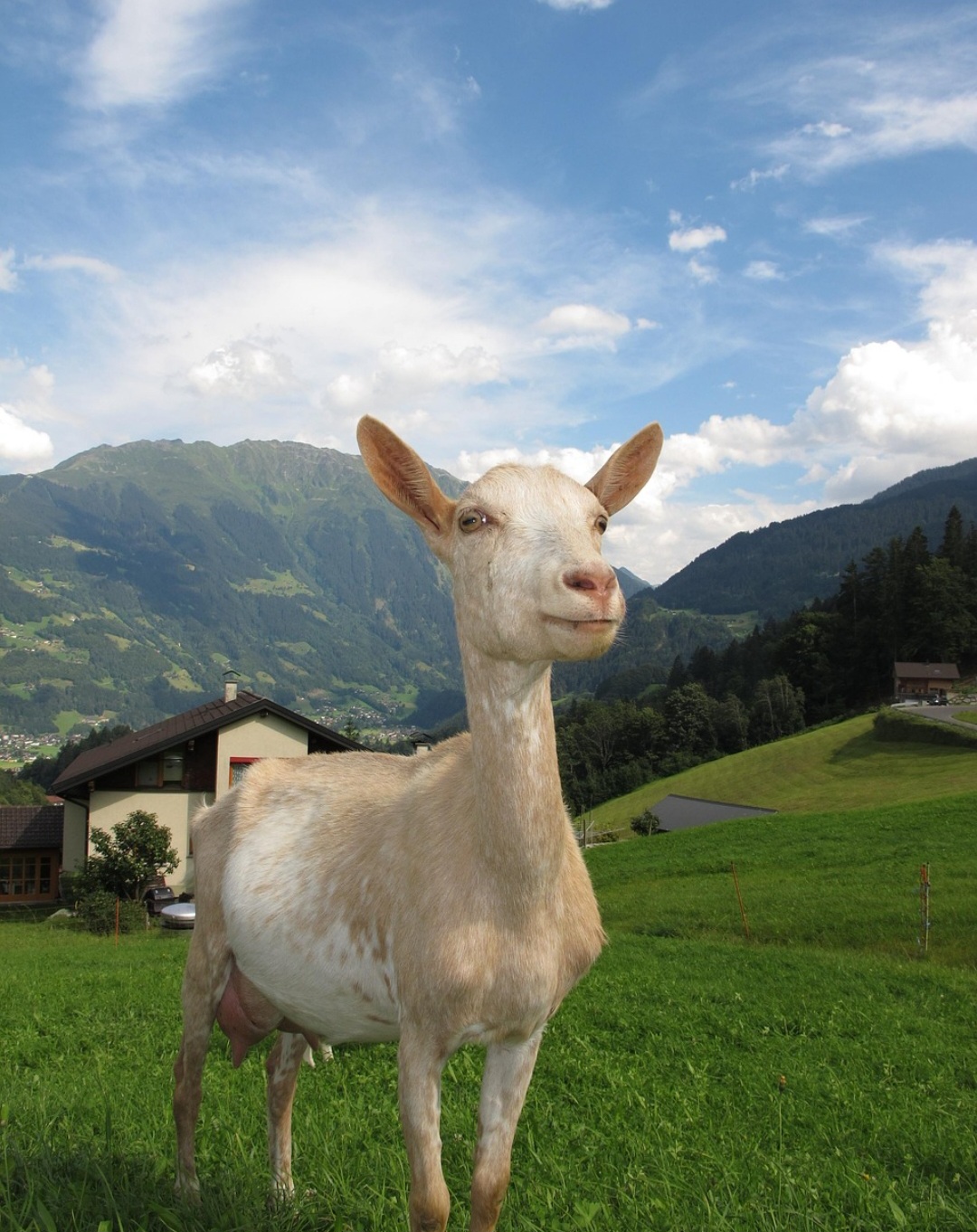 Por fim, a expectativa de vida das cabras é entre 15 e 18 anos. É fornecedora renovável de leite, esterco e fibra, e depois de morta como carne e couro, assim como na produção de calçado, vestuário e ainda em artigos de decoração.