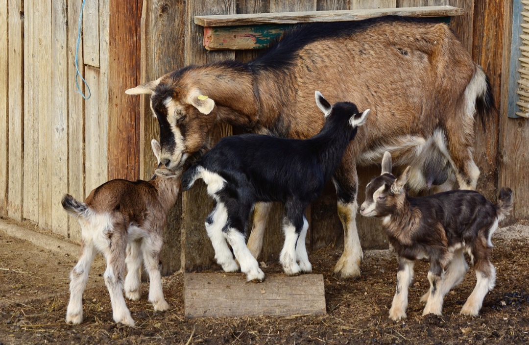 Esses animais são naturalmente curiosos. Também são ágeis e conhecidos por sua capacidade de escalar e se equilibrar em lugares precários. Isso os torna o único ruminante a subir regularmente em árvores.