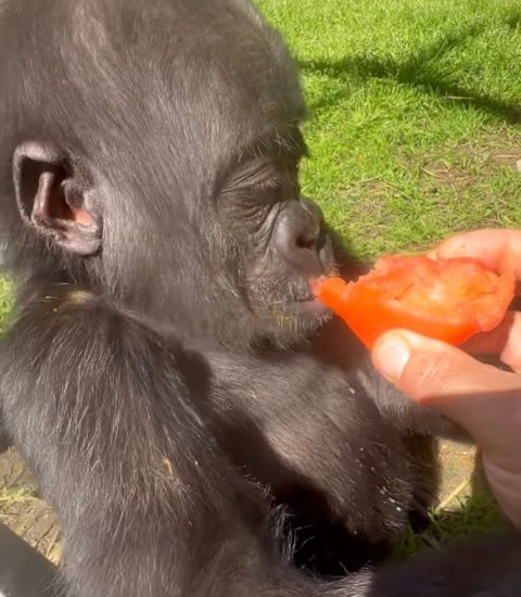 Para o alívio de Chad e de sua equipe, não foi o que aconteceu dessa vez. G-Anne e Kaius ainda precisam passar mais tempo juntos, mas, segundo o cuidador, ela já o aceitou.