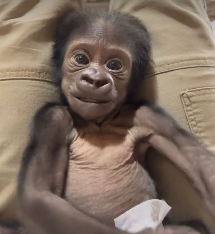 Quando o pai finalmente colocou o filho no chÃ£o, foi o momento  emque os funcionÃ¡rios do zoolÃ³gico correram para pegÃ¡-lo.