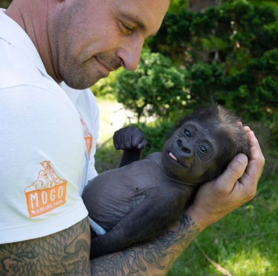 Chad Staples, que é pai de quatro filhos e atua como diretor do Mogo Wildlife Park, um pequeno jardim zoológico privado localizado na costa sudeste da Austrália, resolveu adotar o animal.