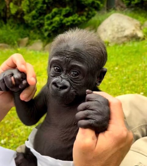 Os gorilas nascem com um peso bastante similar ao dos bebês humanos. Kaius chegou ao mundo com 2,2 kg.