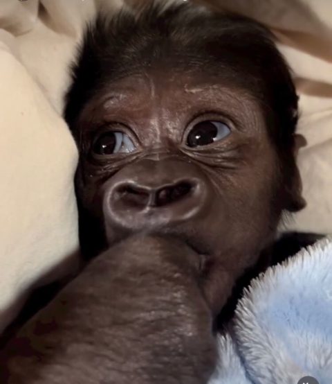 Segundo o zoológico, foi o gorila pai quem tirou Kaius do convívio com a mãe, o que influenciou na forma como o parque teve de agir.