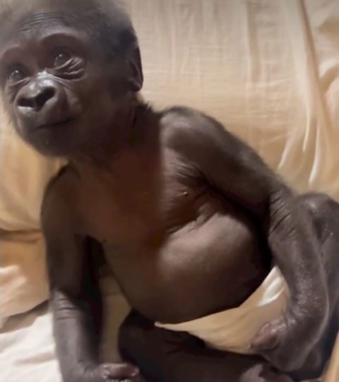 O australiano contou que trocar as fraudas do bicho era um desafio, dada a força superior do primata em comparação a um bebê humano.