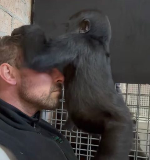 O tratador também contou que Kaius ainda o reconhece: “quando estou perto, ele realmente empurra seu rosto no meu e respira fundo, segura com força, tenta beijar, todo esse tipo de coisa linda.”