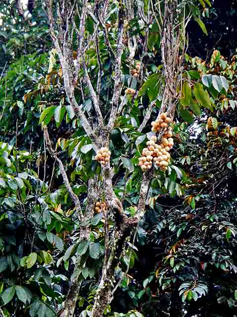 Desse modo, este fruto cresce em árvores de pequeno porte, que raramente ultrapassam os 10 metros de altura, se apresenta em forma de cachos e pertence à família das Meliaceae, a mesma do mogno.
