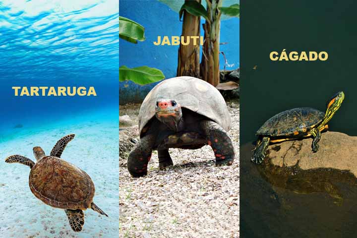 As tartarugas vivem na água salgada, têm patas em forma de nadadeiras e raramente saem para terra firme. Já os jabutis são terrestres, têm casco alto e patas grossas adaptadas para andar no solo. Os cágados, por sua vez, vivem em água doce, têm casco achatado e patas com membranas para nadar.