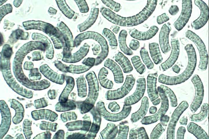 O consumo da Spirulina remonta aos astecas, que a encontravam nos lagos que cercavam o que é hoje a Cidade do México. Isso a torna um alimento com grande valor histórico e nutricional.