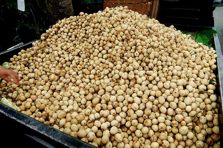 A propagação mais eficiente deste fruto acontece por estaquia ou enxertia, pois preservam as características genéticas desejadas. No momento, pesquisas têm testado novas formas de adaptação em estufas ou vasos para a disseminação desse alimento.