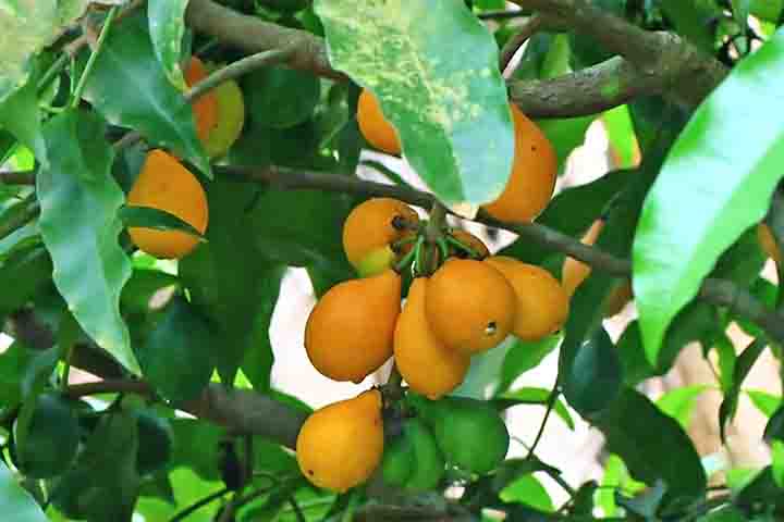 Nativo da Bolívia, o exótico e desconhecido achachairu foi cultivado há séculos e é considerado uma fruta tradicional no país sul-americano. Ele também pode ser encontrado em algumas áreas do continente, como Colômbia, Equador e Brasil. 