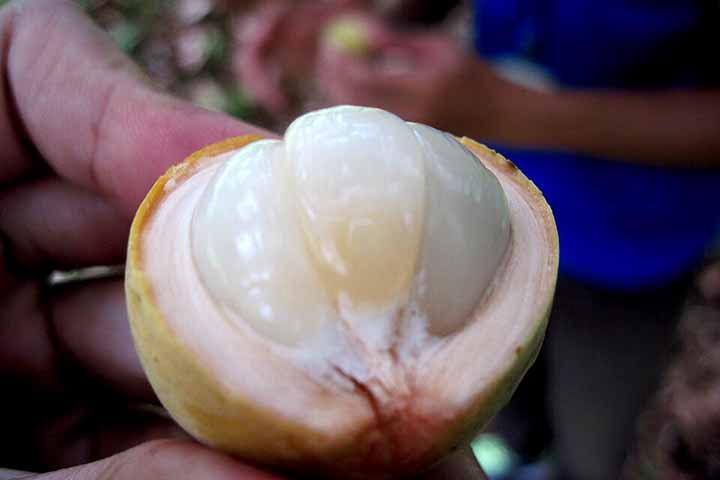 A saborosa polpa, por sua vez, é dividida em cinco ou seis segmentos, sendo translúcida e suculenta, semelhante à da lichia ou do mangostão. 