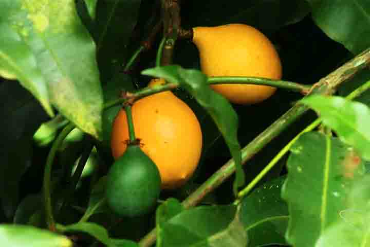 Ã conhecida pelo seu sabor doce e levemente Ã¡cido, apreciada tanto in natura quanto em preparaÃ§Ãµes como doces, sucos e sorvetes. 