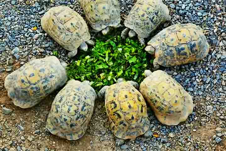 Possuem casco arredondado e articulado, permitindo que se fechem completamente para proteção. São onívoras, comendo frutas, folhas, insetos e pequenos vertebrados.