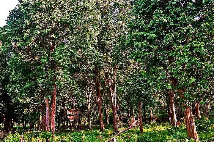 Ele tende a prosperar com alta umidade e pouca seca e pode ser encontrado em pomares. Tem preferência por climas tropicais úmidos, solos ricos e bem drenados. Assim, cresce geralmente na sombra parcial de árvores maiores em seu habitat natural.