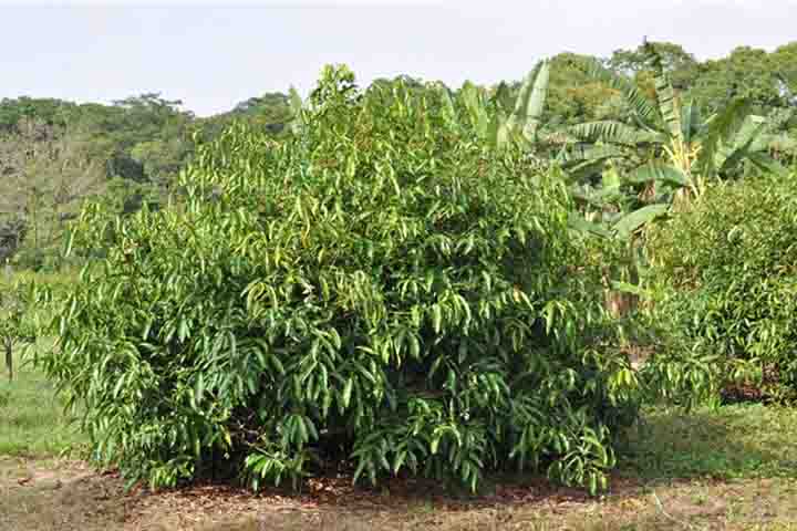 Uma árvore de achachairu pode chegar a uma largura de copa de 10 metros, com um porte semelhante ao de uma mangueira. Ela se adapta bem a climas tropicais e subtropicais, com boa exposição solar e solos bem drenados. 