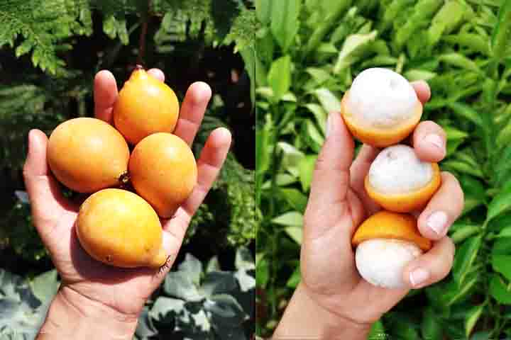 No Brasil, além de achachairu, é possível encontrár outros nomes para este fruto como shashairú, bacupari-boliviano, cachicheruqui, ibaguazú e tapacuarai. 