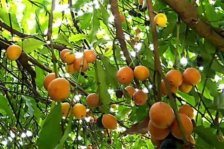 A árvore de achachairu é apreciada tanto por seu valor ornamental quanto por seus frutos comestíveis. Assim, as folhas são verde-escuras, brilhantes, coriáceas e opostas. 