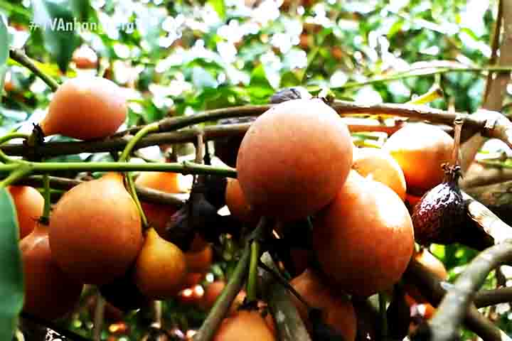 Esta fruta é uma fonte de fibras, que auxiliam na saúde digestiva, visto que promovem a regularidade intestinal e facilitam o processo digestivo.