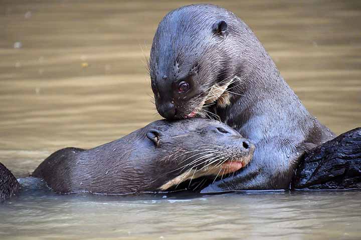 Apesar de sua agilidade e força, a ariranha enfrenta sérias ameaças, como destruição de habitat e a contaminação dos rios por mercúrio devido ao garimpo. 