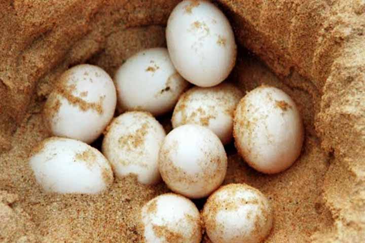 Botam ovos em terra firme, que levam cerca de 100 dias para eclodir. Sua expectativa de vida varia entre 30 e 60 anos.
