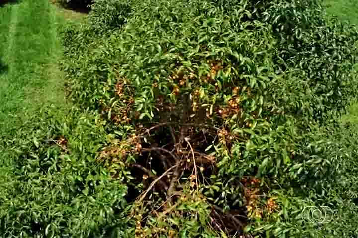 Em solo brasileiro, ele aparece na Ceagesp (Companhia de Entrepostos e Armazéns Gerais de São Paulo, assim como no Espírito Santo e no Amazonas.